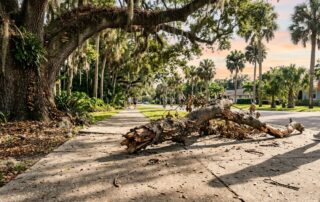 Florida Falling Tree Branch Injury Claims and Prior Notice